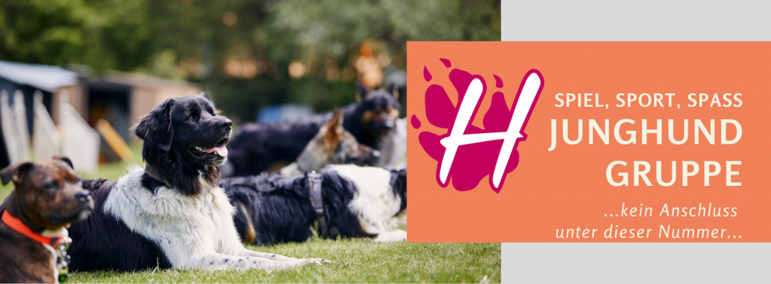 Junghunde