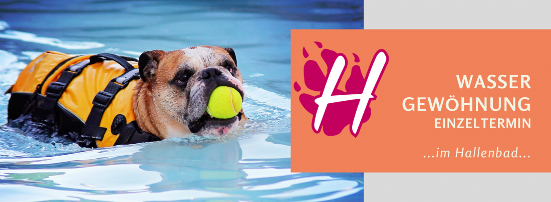 Hundeschwimmen 2025 - Wassergewöhnung Einzeltermin