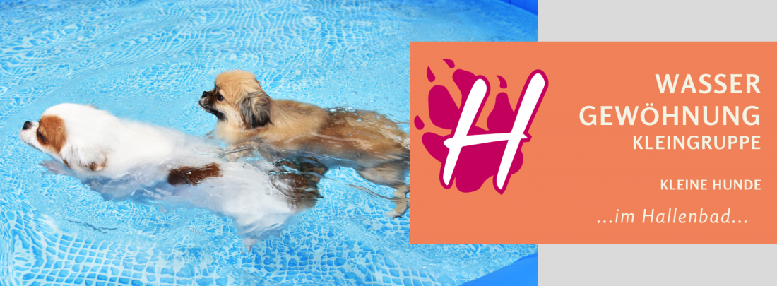 Hundeschwimmen 2025 - Wassergewöhnung in Kleingruppen für MINIS (kleine Hunderassen)