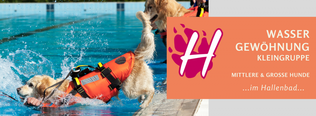 Hundeschwimmen 2025 - Wassergewöhnung in Kleingruppen für mittlere & große Hunderassen