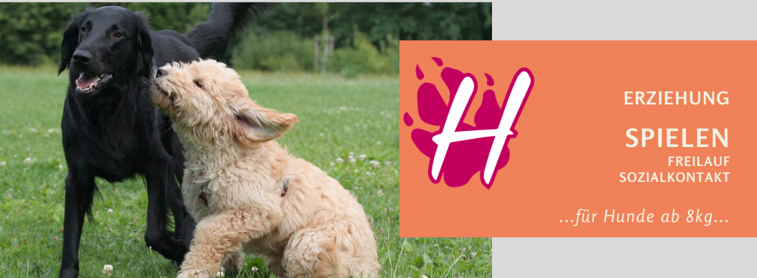 Spielen, Freilauf, Sozialkontakt - für Hunde ab 8kg