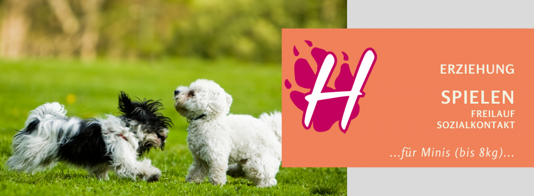 Spielen, Freilauf, Sozialkontakt - für Minis (bis 8kg)