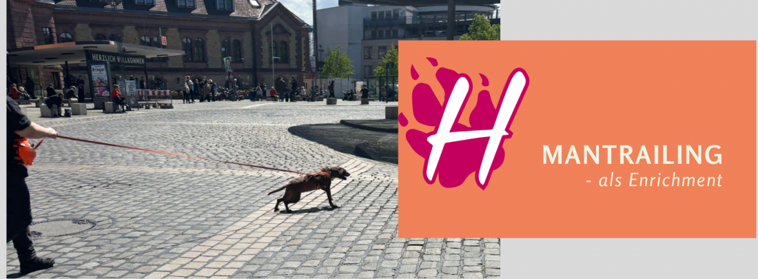 Mantrailing für Fortgeschrittene - Freie Trainingsgruppen 